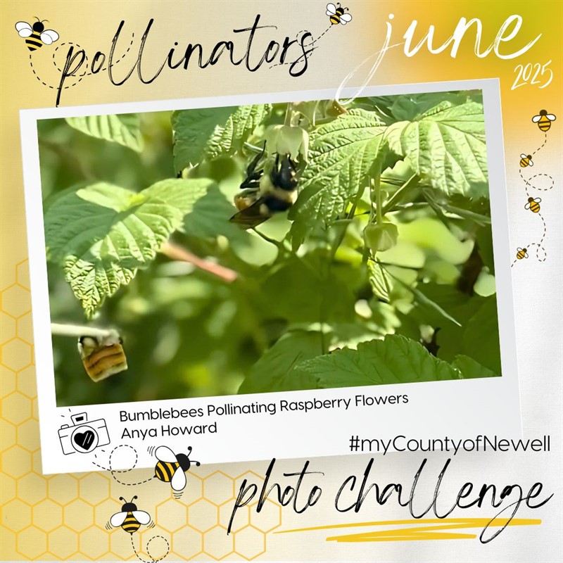 Anya_Howard_Bumblebees_Pollinating_Raspberry_Flowers(1)