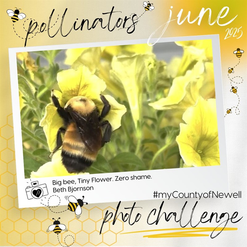 Beth_Bjornson_Big_bee_Tiny_Flower._Zero_shame