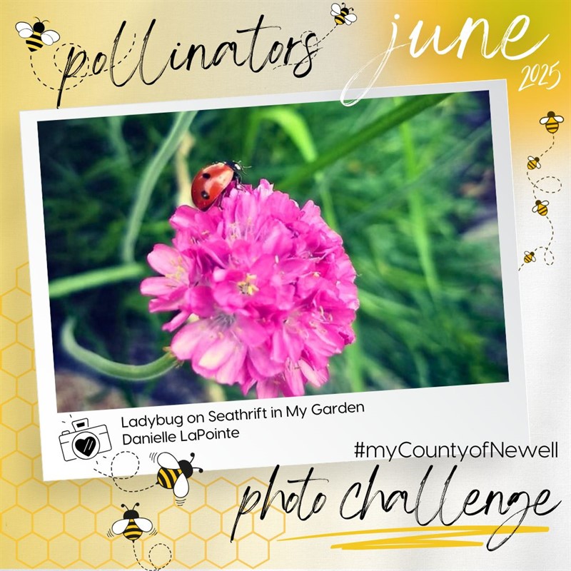 Danielle_LaPointe_Ladybug_on_Seathrift_in_My_Garden
