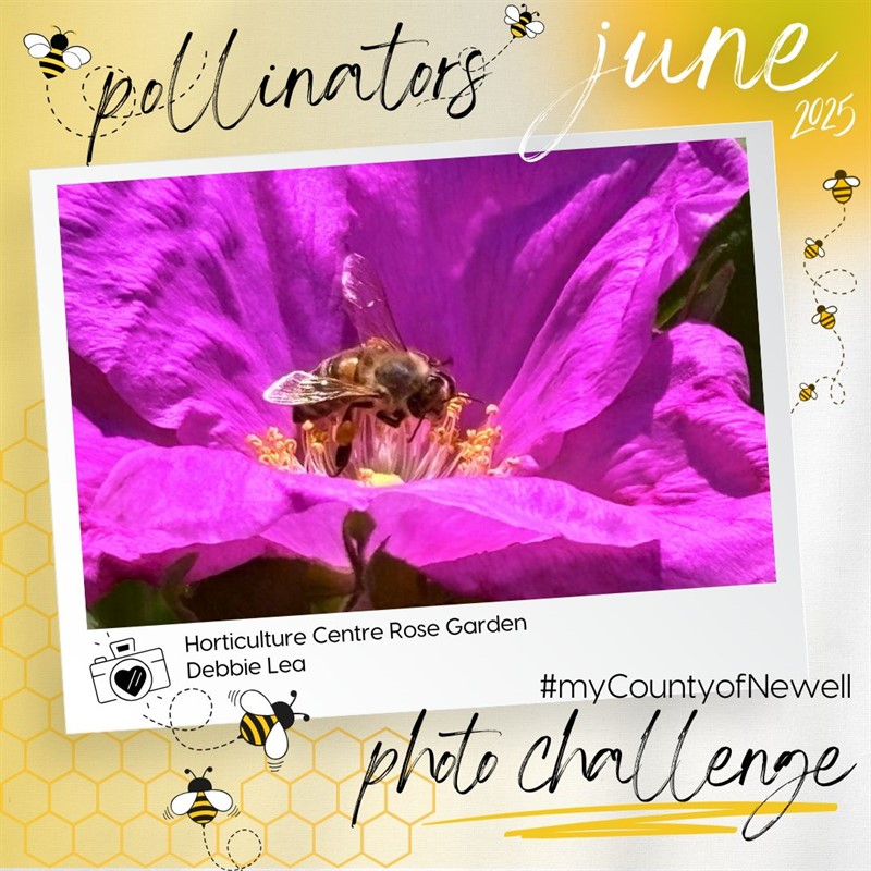 Debbie_Lea_Horticulture_Centre_Rose_Garden_-_Purple(1)