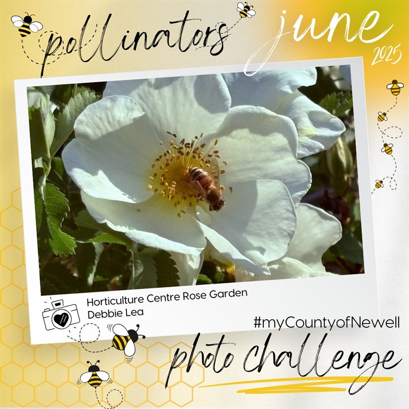 Debbie_Lea_Horticulture_Centre_Rose_Garden_-_White
