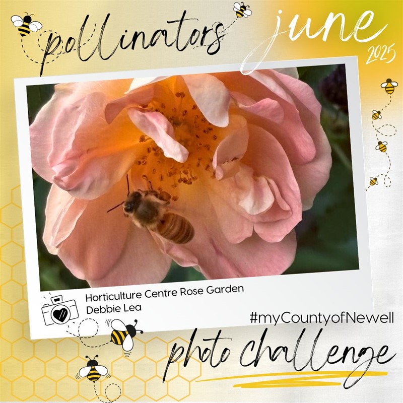 Debbie_Lea_Horticulture_Centre_Rose_Garden_-_pink(1)