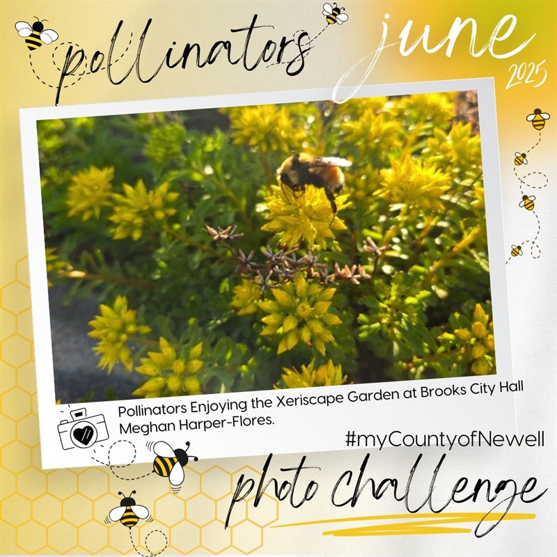 Meghan_Harper-Flores_Pollinators_Enjoying_the_Xeriscape_Garden_at_Brooks_City_Hall