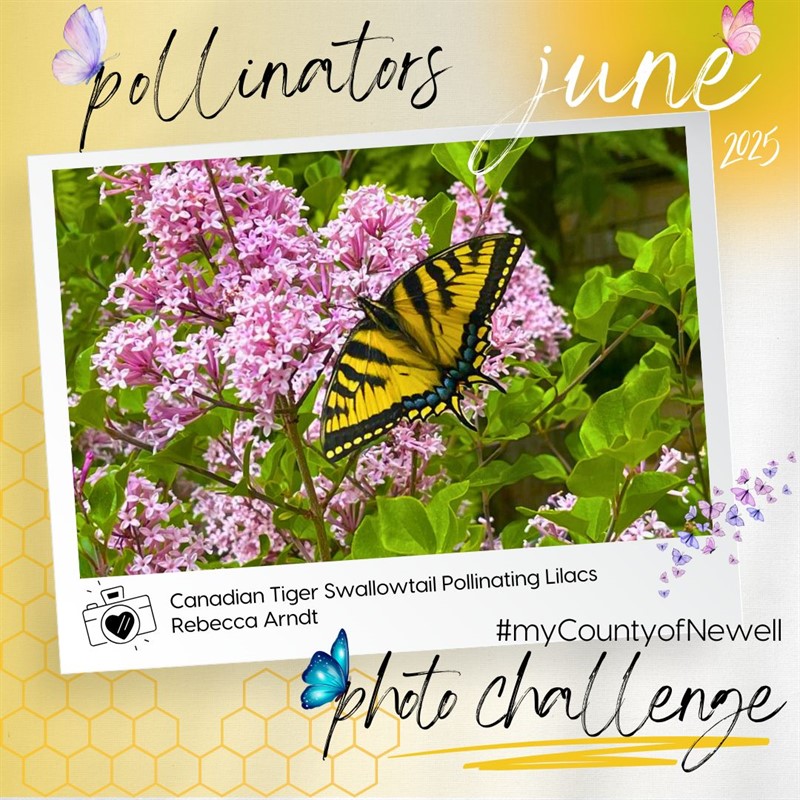 Rebecca_Arndt_Canadian_Tiger_Swallowtail_Pollinating_Lilacs(1)