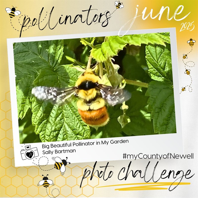 Sally_Bartman_Big_Beautiful_Pollinator_in_My_Garden