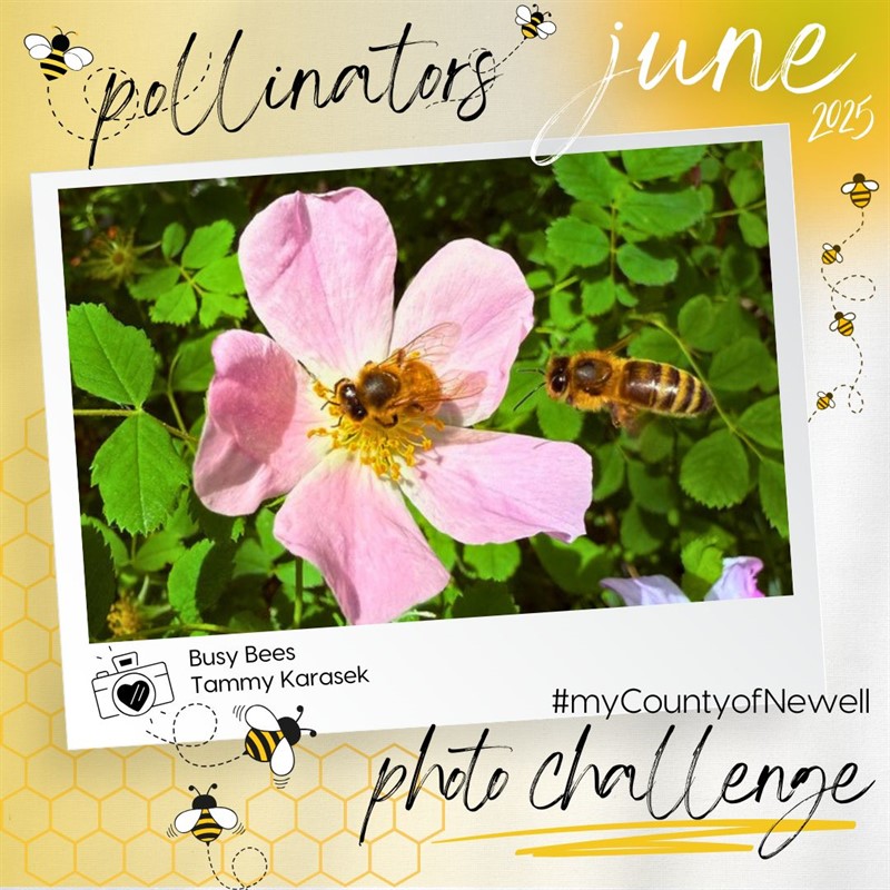Tammy_Karasek_Busy_Bees