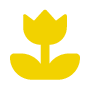 flower-tulip